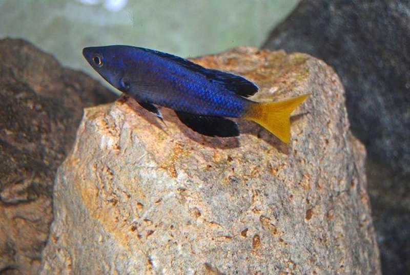 Cyprichromis sp. 'brilliant jumbo' Kitumba